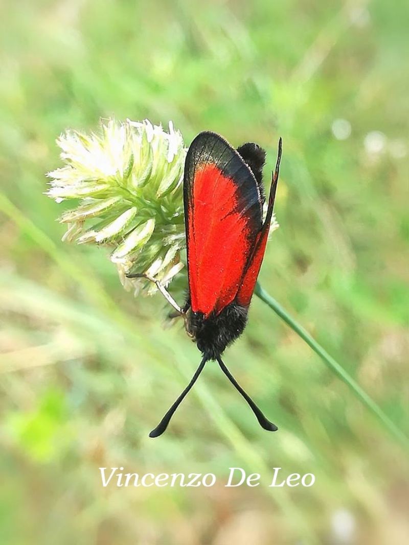 Zygaena ID dalla Puglia